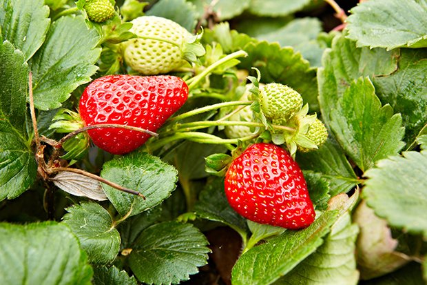 Erdbeeren sind ein idealer Bodendecker; sie breiten sich sehr gerne aus