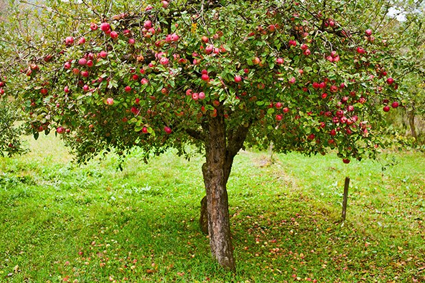Apfel pflanzen - GuteKueche.ch