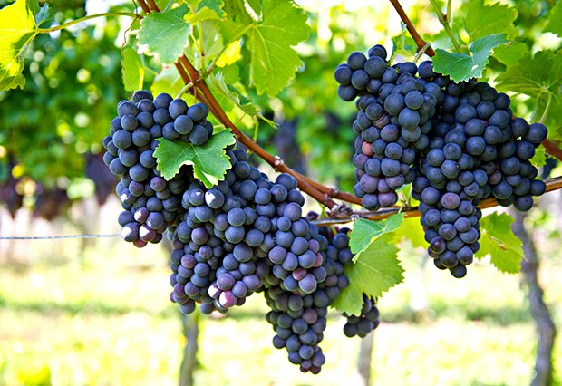 Weintrauben pflanzen - GuteKueche.ch