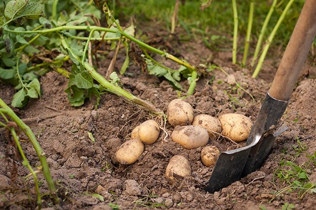 Kartoffeln - Anbau im Gemüsegarten - GuteKueche.ch